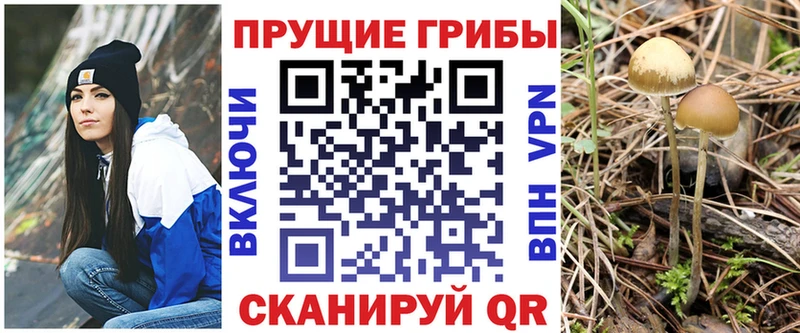 Купить где  Лениногорск  Псилоцибиновые грибы GOLDEN TEACHER 